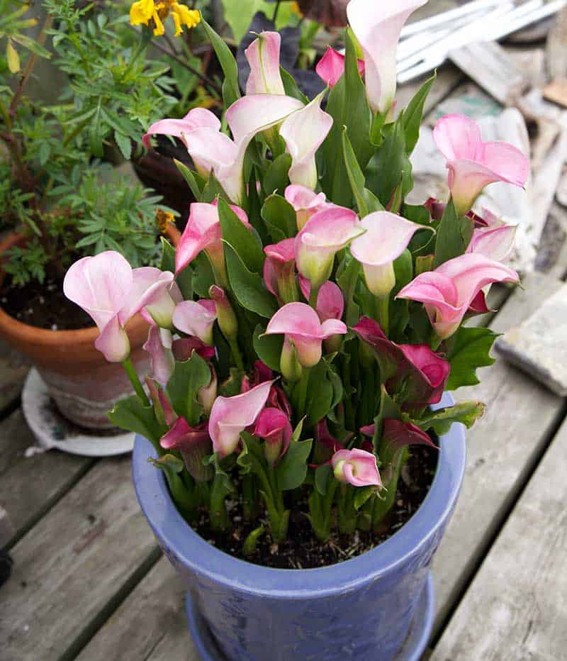 Can i plant a potted calla lily outside information