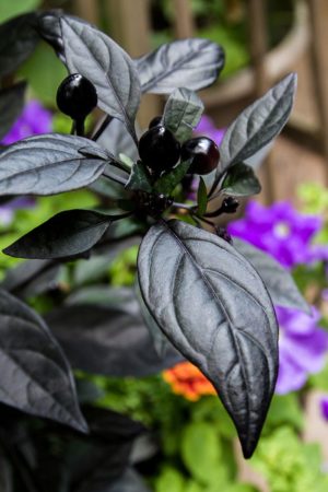 Pepper Black Pearl 2 300x450 photo Pepper Black Pearl 2 300x450 Ornamental pepper ‘Black Pearl’ loves heat
