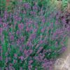 'Twickel Purple' lavender (Photo from perennials.com)