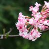 'Charles Lamont' viburnum is an early-blooming shrub. Photo by Brendan Zwelling