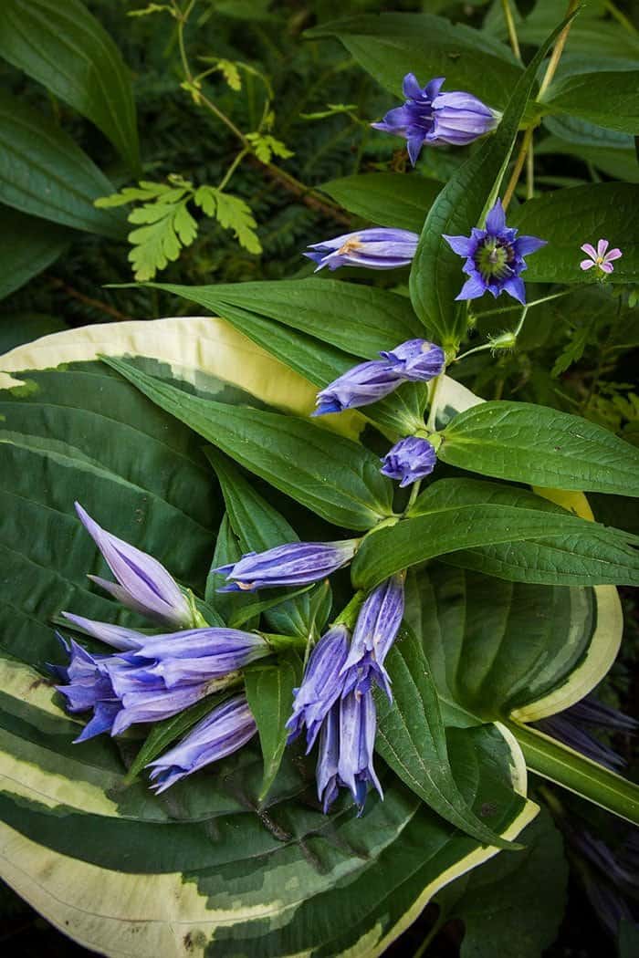 Willow Gentian Herb Robert Hosta photo Willow Gentian Herb Robert Hosta Willow gentian in bloom