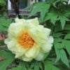 Tree peony (Garden Making photo)