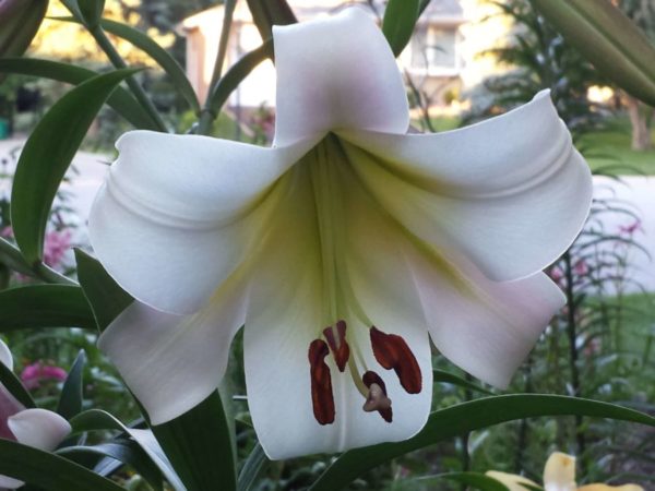 Ontario Regional Lily Society