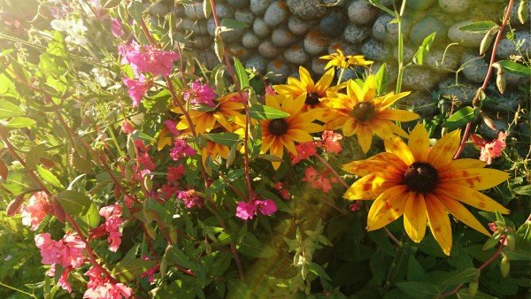 Where: Western Shore, NS | When: July 2017 | What: The garden. | Photo: Emily M.