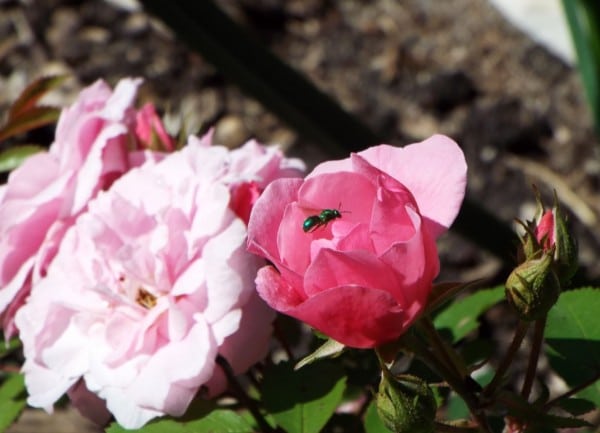 Where: Stonewall, MB | When: July 2017 | What: Explorer rose (John Cabot) with green sweat bee.  | Photo: Glenda O.