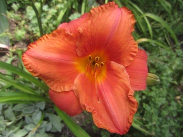 Where: Tilbury, ON | When: July 2017 | What: A daylily blooming in the backyard. | Photo: Katharine S.
