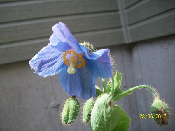 Where: Val-Morin, QC | When: July 2017 | What: Blue poppy (meconopsis), the jewels of the garden. | Photo: Carmen C.