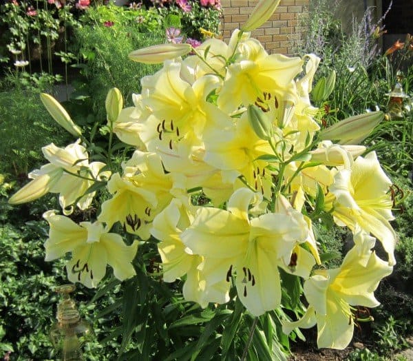 Where: Peterborough, ON | When: August 2017 | What: A very fragrant Big Brother lily. | Photo:  Calvin S.