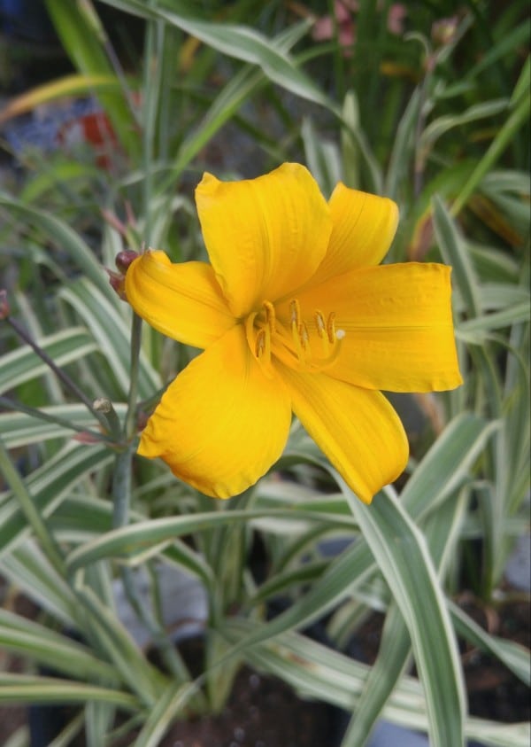 Where: Peterborough, ON | When: July 2017 | What: A golden zebra daylily at Gardens Plus. | Photo: Dawn G.