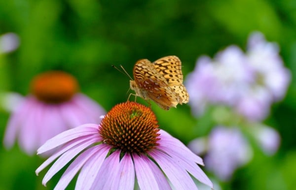 Where: Schomberg, ON | When: August 2017 | What: A butterfly on purple coneflowers. | Photo: Debra L.