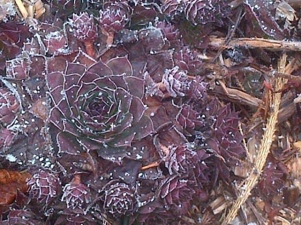 Where: Hammonds Plains, NS | When: December 2016 | What: A light snow was falling as I was enjoying a walk around the gardens and observed a clump of Hens n Chicks with the petal rings outlined with snow that only Mother Nature could detail. | Photo: Heather P.