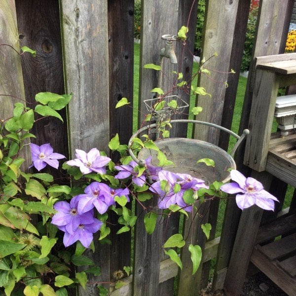 Where: Welland, ON | When: August 2017 | What: Clematis. | Photo: Henry O.