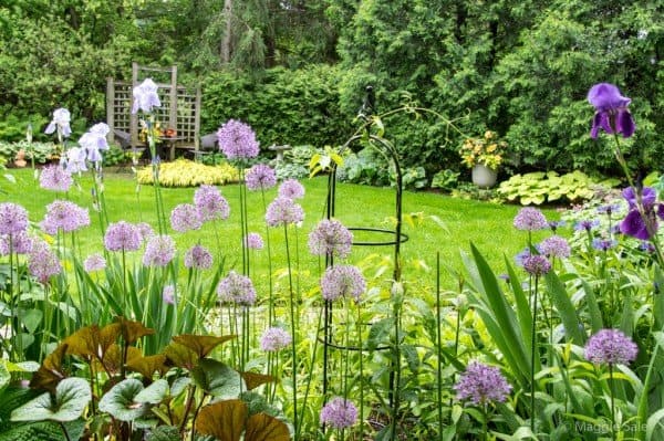 Where: Guelph, ON | When: June 2017 | What: Preparing the garden for the Brantford Garden Club Bus Tour! | Photo: Maggie S.