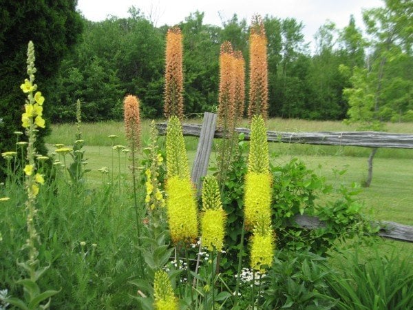 Where: Meaford, ON | When: June 2017 | What: Foxtail lilies. | Photo: Willemina B.