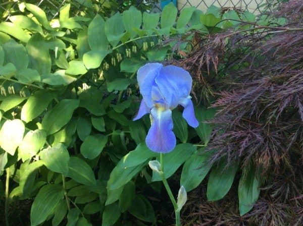 Where: Toronto, ON | When: June 2017 | What: An Iris in the back garden. | Photo: Rose R.