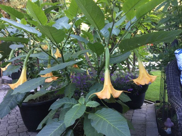 Where: Surrey, BC | When: July 2017 | What: Angel's trumpet in the back garden. | Photo: Sharon V.