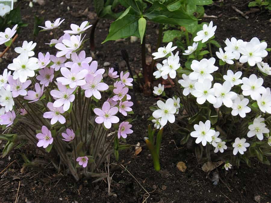 Native Canadian flowers for early spring