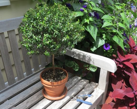 Myrtle is an easy topiary to maintain.