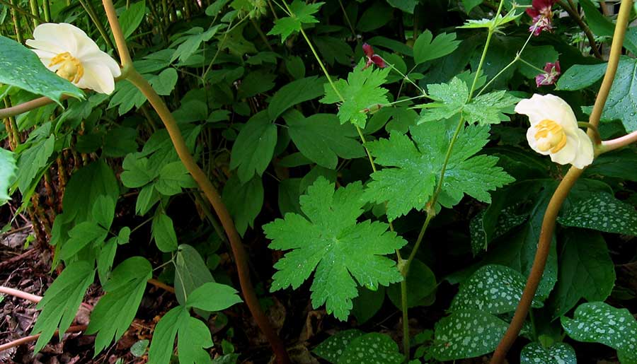 The native mayapple (<em>Podophyllum peltatum</em> is the last spring ephemeral to bloom, but sometimes lasts all summer. (Photo by Stephen Westcott-Gratton)