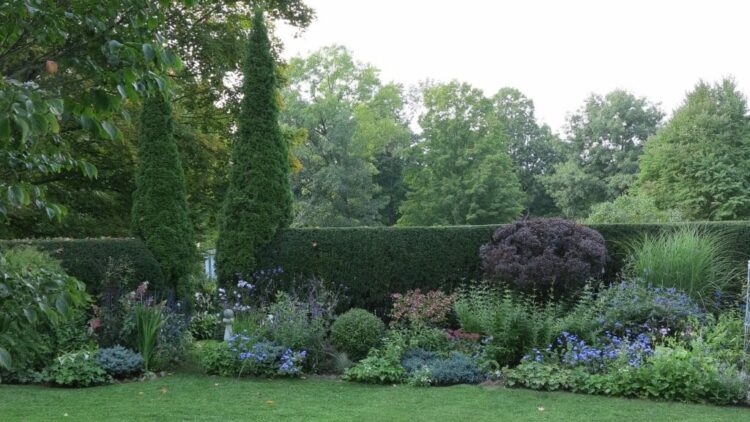 Two tall cedars act as exclamation points in this large garden, and also signal where the entrance is to the vegetable garden on the other side of the clipped hedge. (Garden Making photo)
