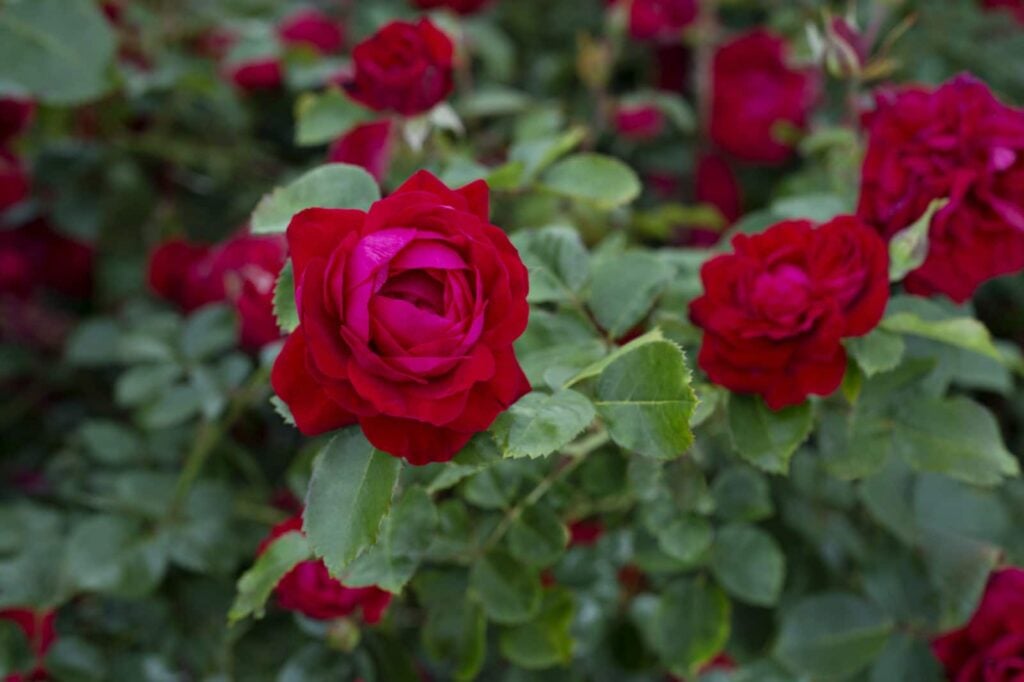 Canadian Shield, a vivid red landscape rose with glossy green foliage, is the first in a new series of easy-to-grow roses called the 49th Parallel Collection .