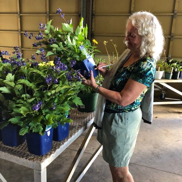 Getting ready for the Niagara Master Gardens fall plant sale on Sept. 8.