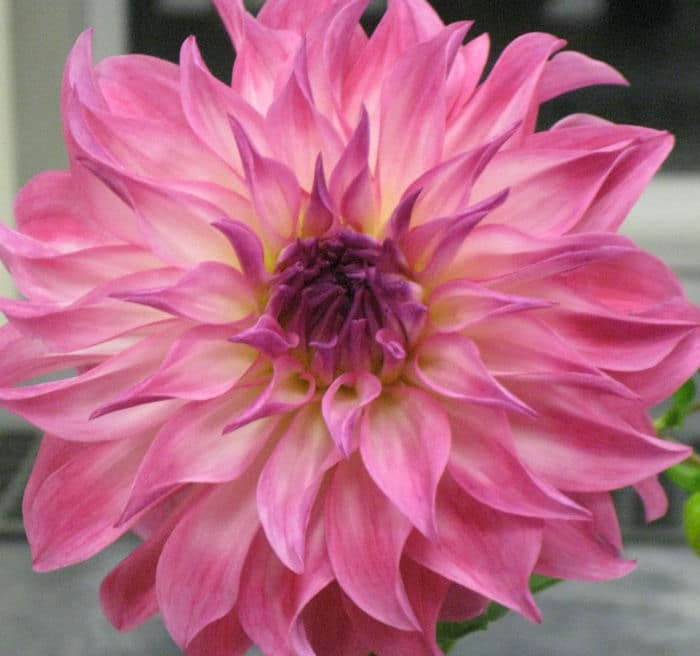 What’s New at the Guelph Test Gardens