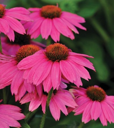 PowWow Wild Berry coneflower (Photo from Stokes Seeds)