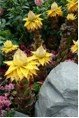Exotic Tropical Flowers of Southeast Asia with Dan Cooper