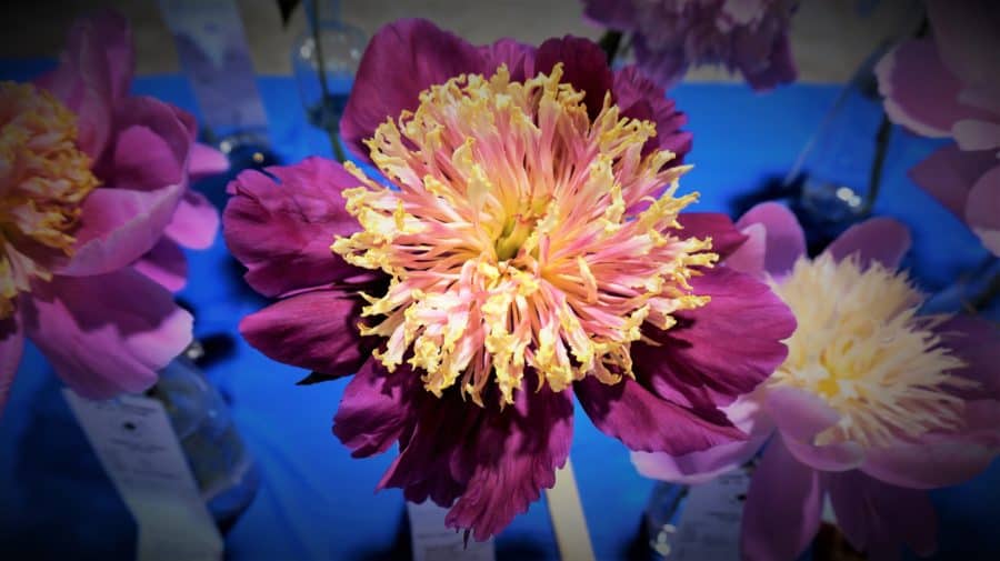 Free Flower, Veg + Design Show in Agincourt