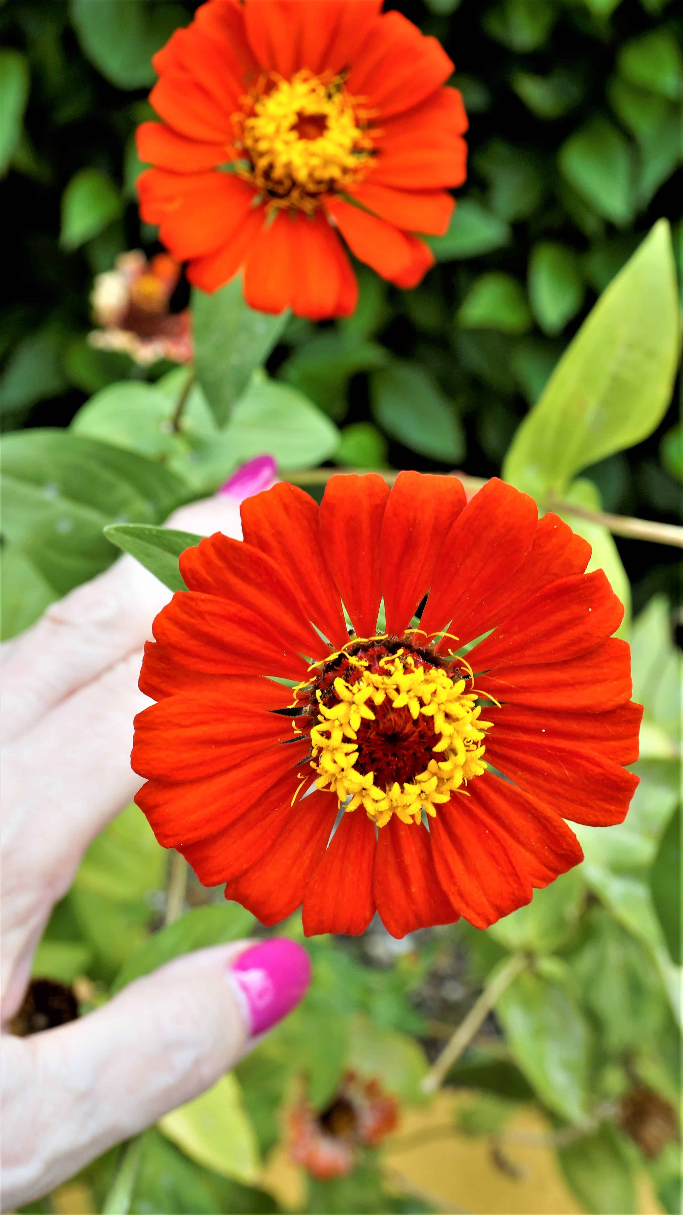 Plant Sale, Rescued Treasures + Bake Sale
