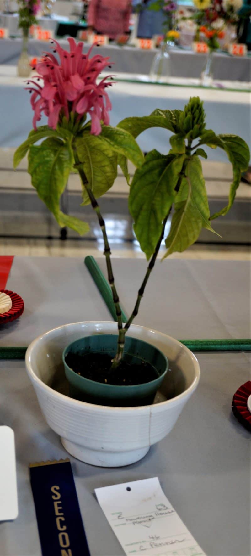 Learn about Shade Plants