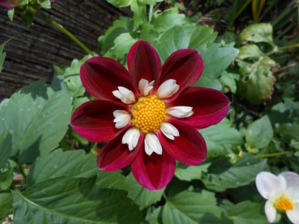 CANCELLED: Annual Plant Sale