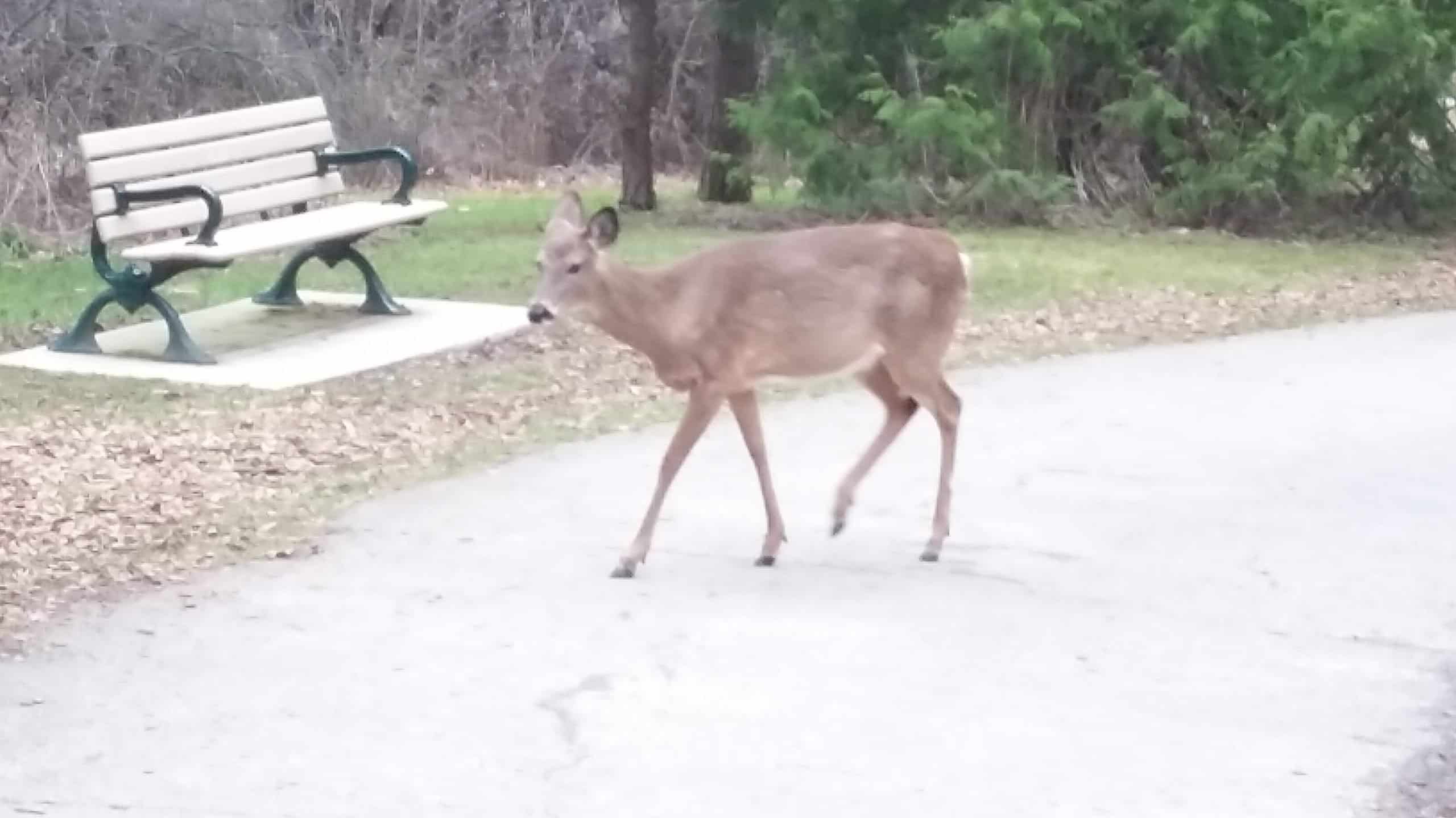 Wildlife in the city by Suzanne Zachararczyk