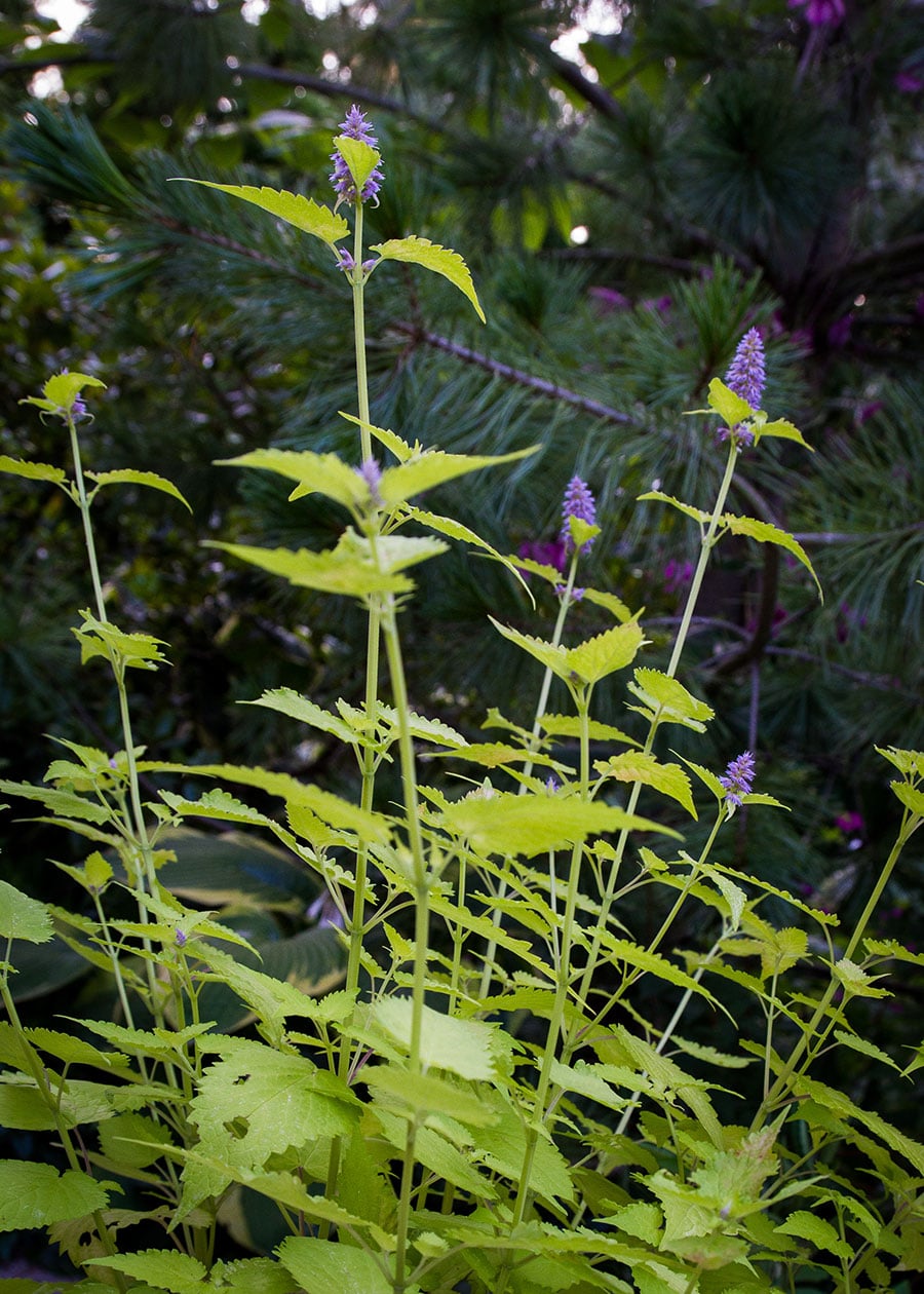 ‘Golden Jubilee’ anise hyssop standing tall