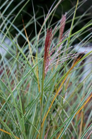 Ornamental grass 'Morning Light'