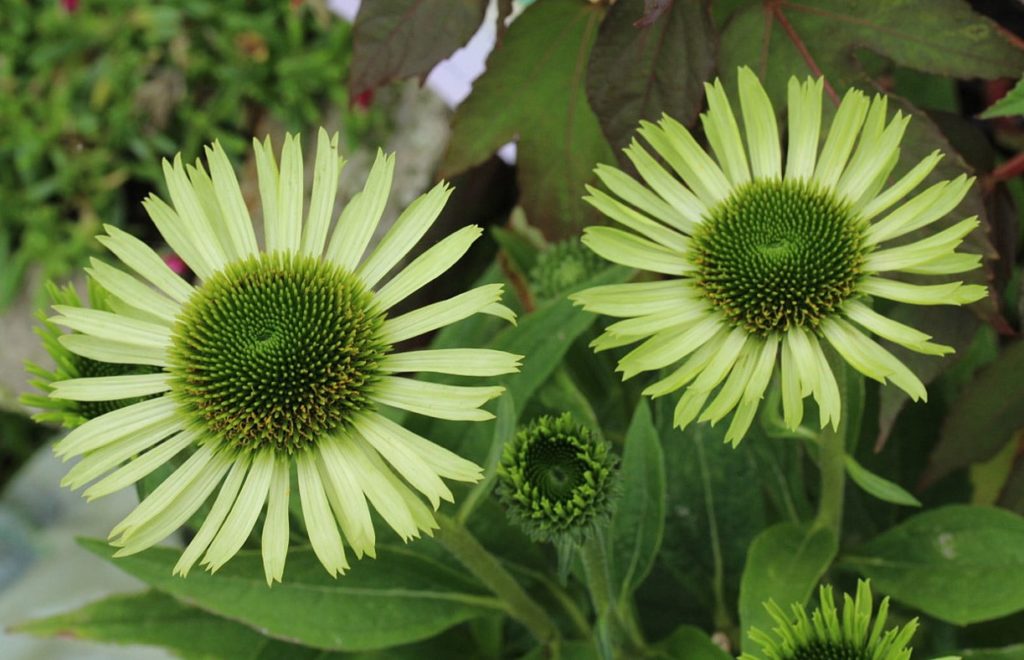 The scents of it all