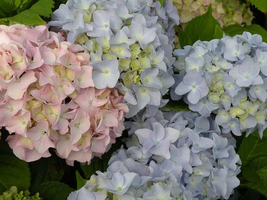 When and how to prune hydrangeas?