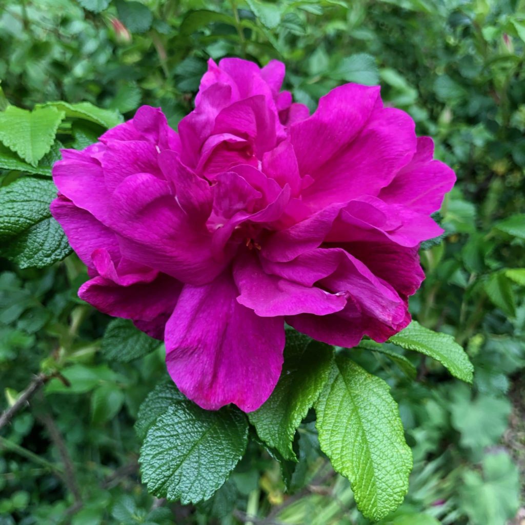 June is for roses