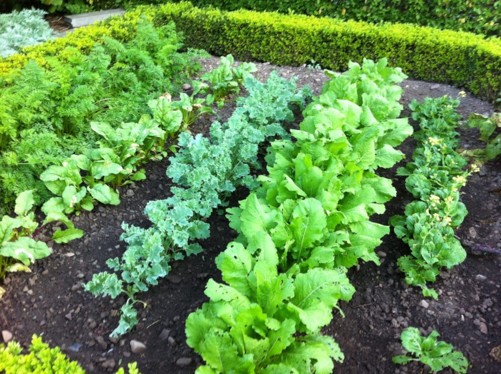 A boost for vegetable gardening