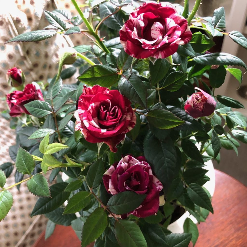 Caring for potted miniature roses