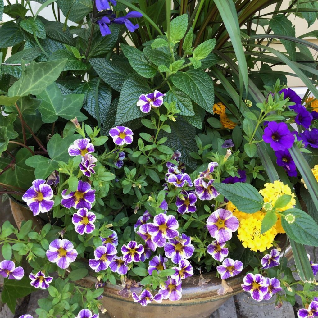 Container plants filling in