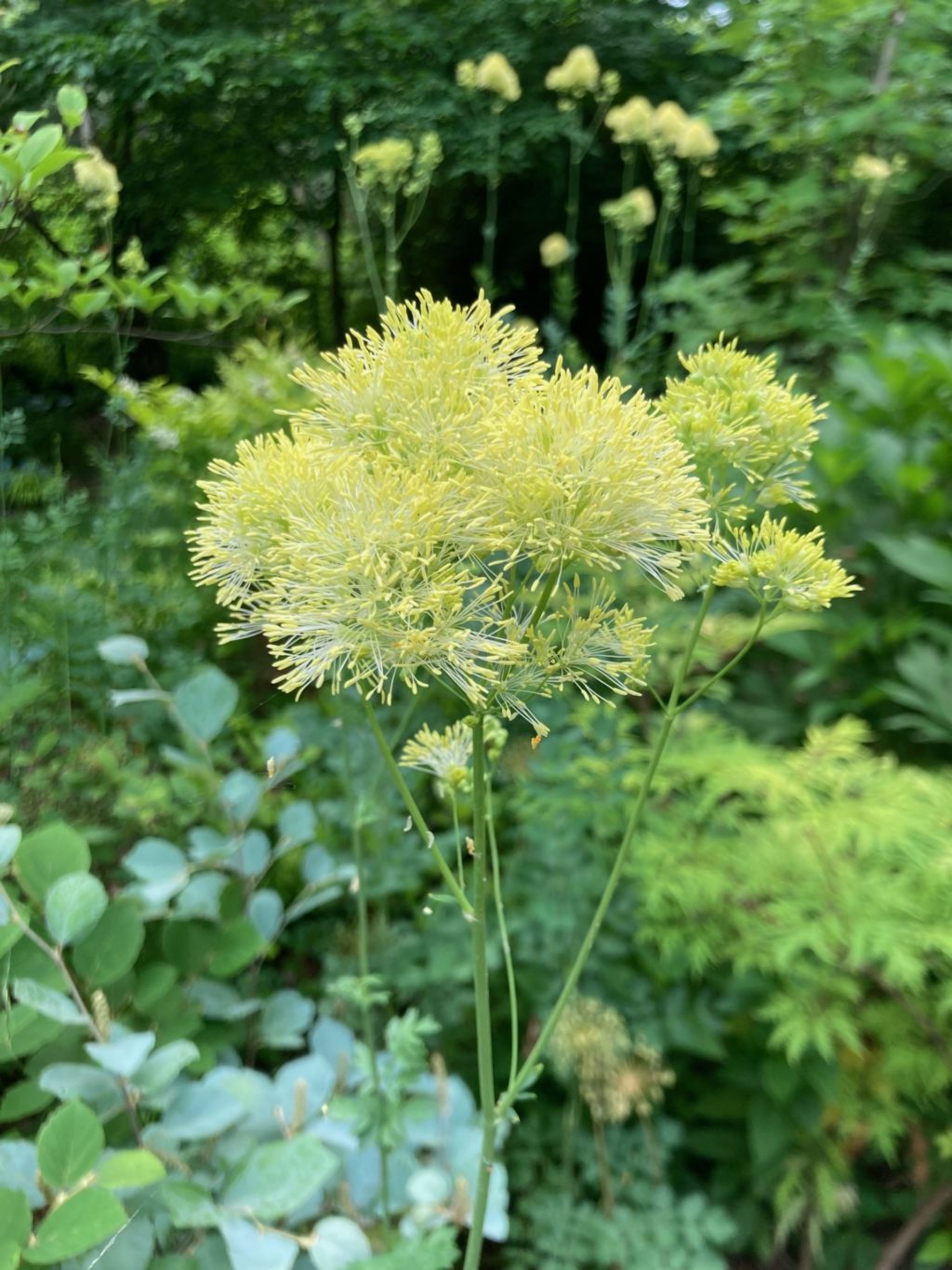 Tall meadow-rue grabs attention