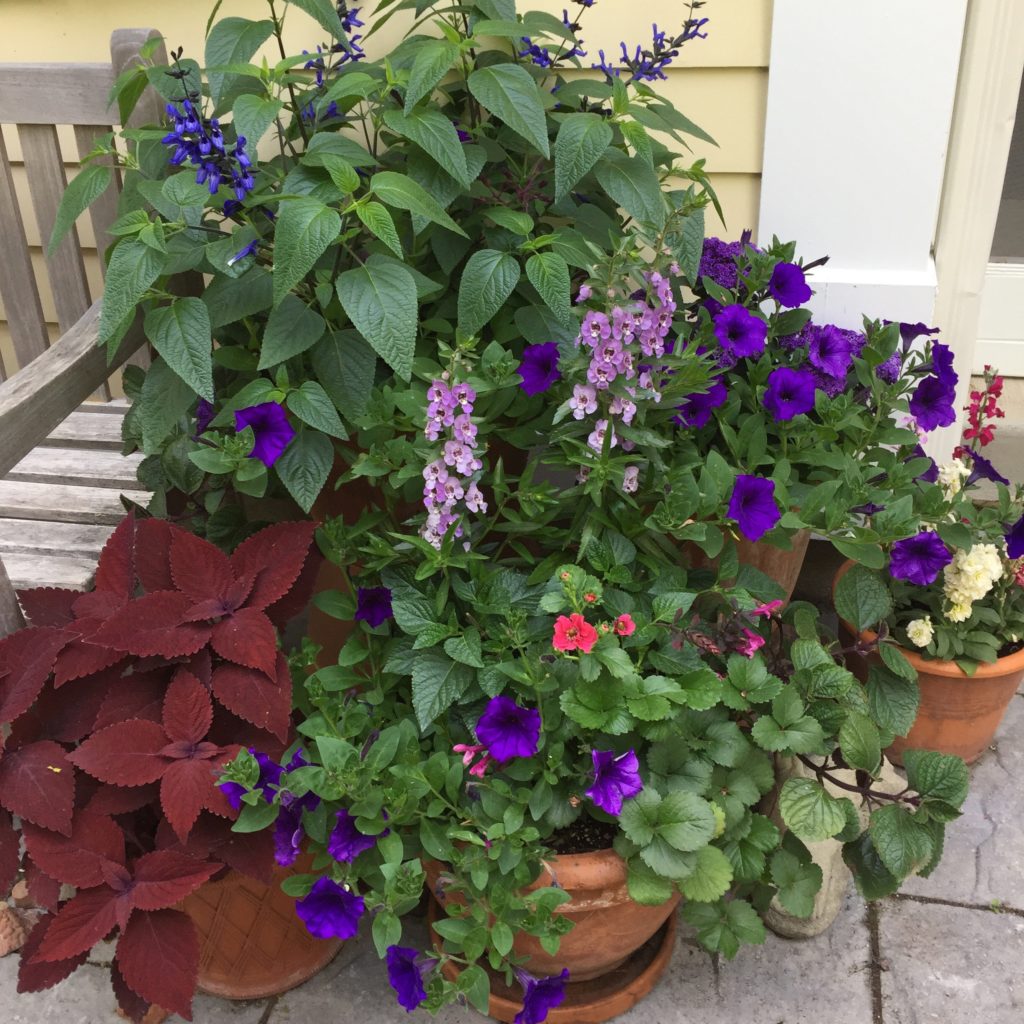 Planning a garden begins in winter