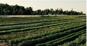 Into Permaculture Gardening