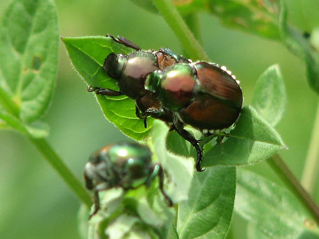 how-to-get-rid-of-japanese-beetles-the-tree-center