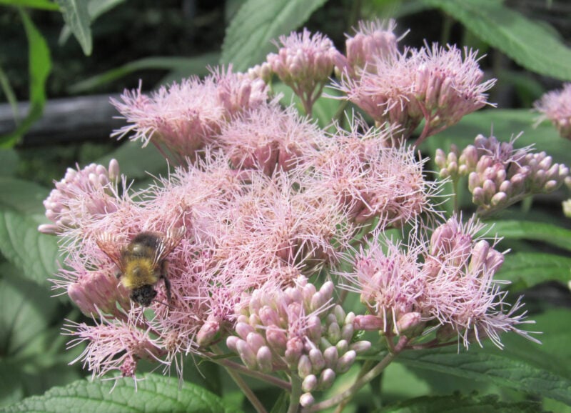 Joe Pye Weed is a tall native plant that attracts pollinators and provides structural interest in native prairie gardens. Photo credit: Prairie Flora