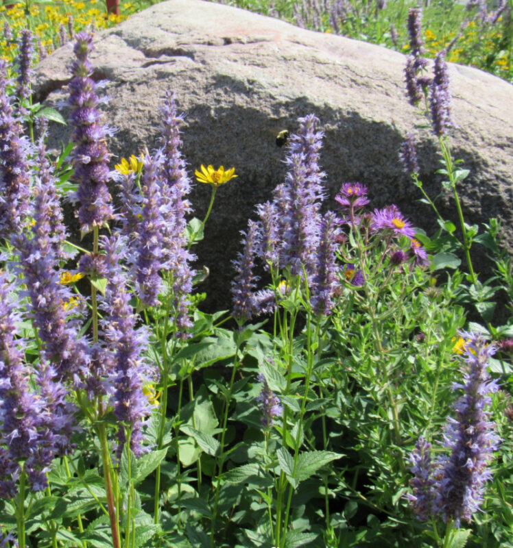 Self-seeding native plants like Giant Hyssop bring spontaneity to your garden design. Photo credit: Prairie Flora