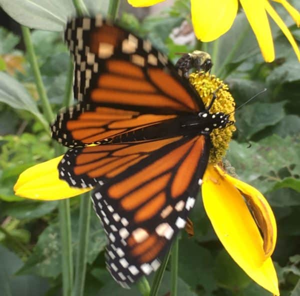Nancy Cole on Bees and other Pollinators