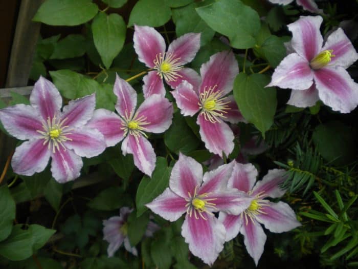 Magical Gardens of Leaside Tour